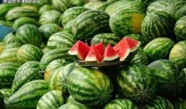 彻底摆烂吃瓜免费阅读,吃瓜免费，一场轻松的阅读盛宴